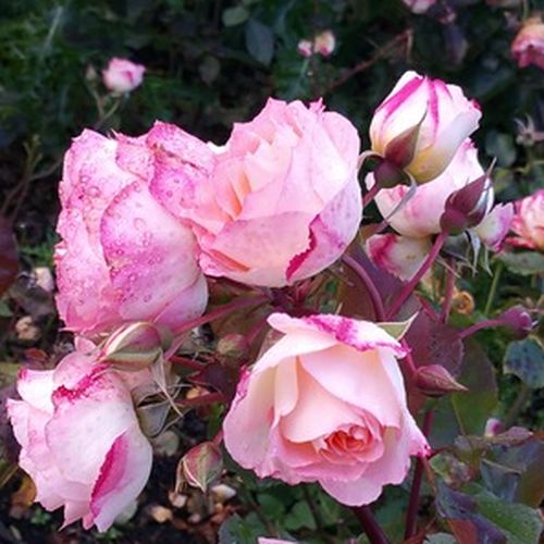 Virágágyi floribunda rózsa - Rózsa - Lake Como® - Online rózsa vásárlás